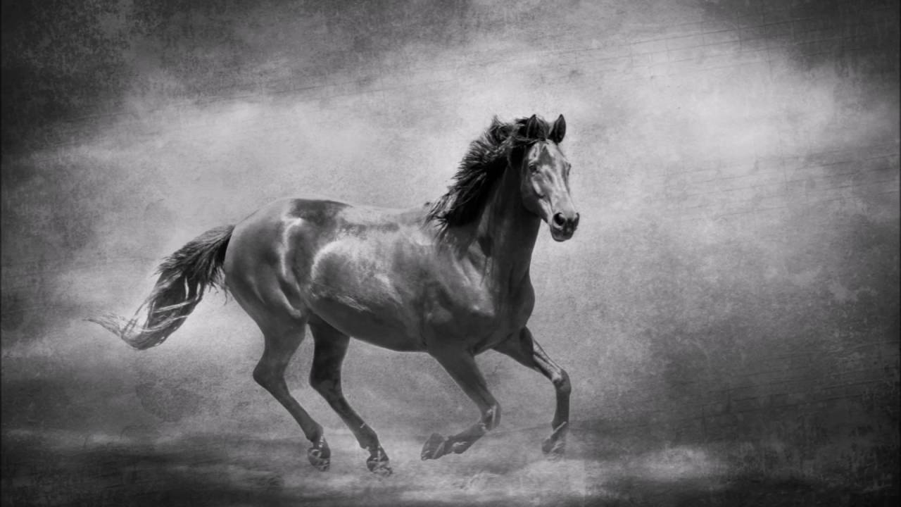 Black & White Fine Art Horse Photography by Michelle Wrighton