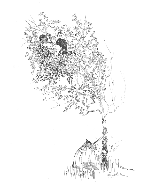 Child hiding from witch in tree illustration